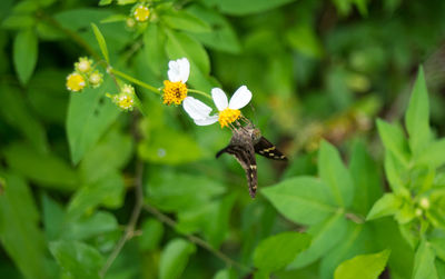 Close-up of bee pollinating on white flower