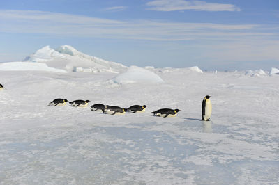 Flock of birds in snow