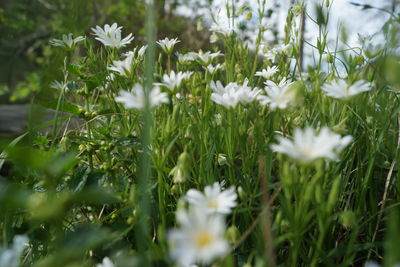 plant