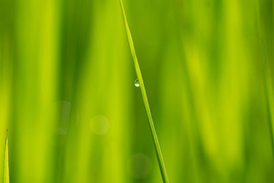 Close-up of wet grass