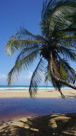 Palm trees on beach against sky