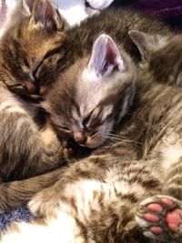 Close-up of cat sleeping