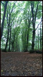 Trees in forest