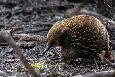 Close-up of an echidna