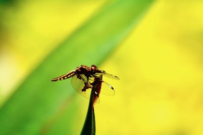 Close-up of dragonfly on plant