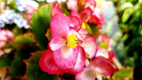 Close-up of pink flowering plant