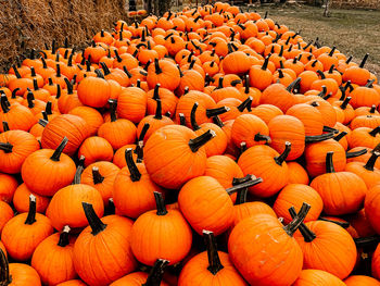 High angle view of pumpkins on field