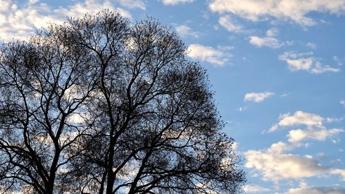 Low angle view of tree against sky