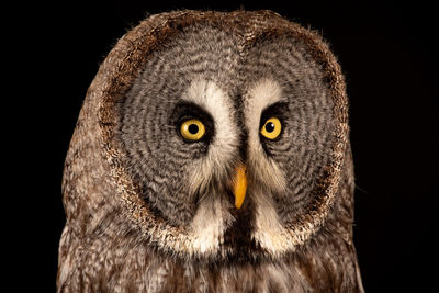 Close-up portrait of owl