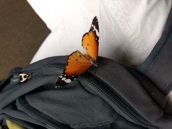 High angle view of butterfly on leaf