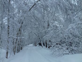 Snow covered landscape