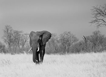 African elephant on grassy field at hwange national park