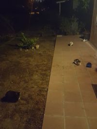 High angle view of cat at night