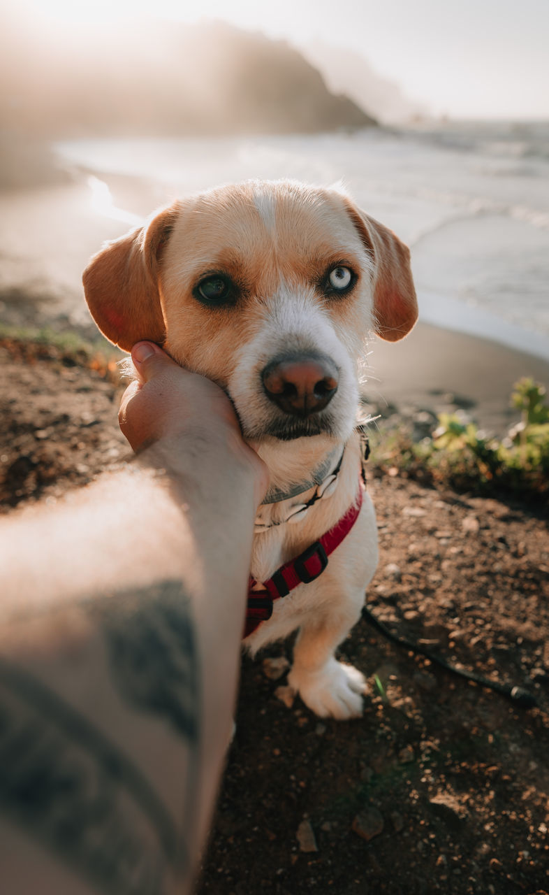 CLOSE-UP PORTRAIT OF DOG STICKING OUT TONGUE