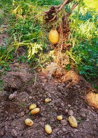 Fruits growing on field