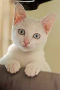 Close-up portrait of white cat