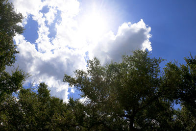 Low angle view of sunlight streaming through trees against sky
