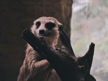 Close-up of a horse in meerkat 