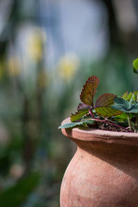 Close-up of potted plant