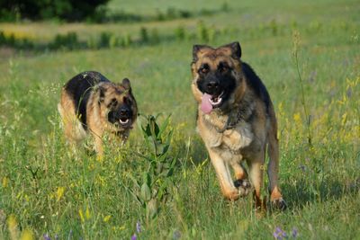 View of a dog on field