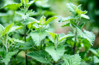 Close-up of fresh green leaves