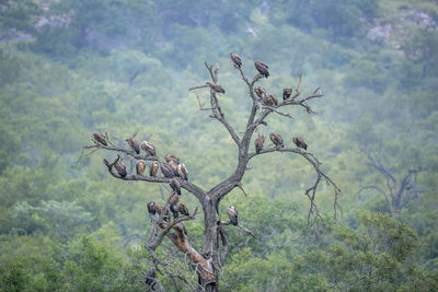 Vultures perching on dead tree in forest