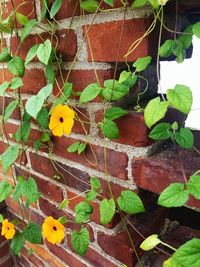 Close-up of ivy growing on wall