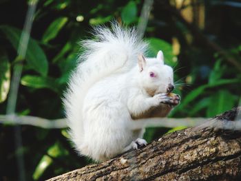 Close-up of squirrel on tree