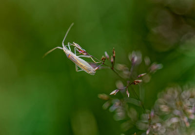 Close-up of insect on plant