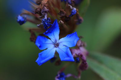 Close-up of purple flowers