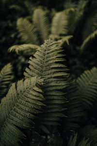 Close-up of fern leaves