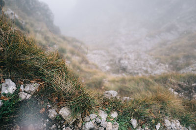 Close-up of plants against sky