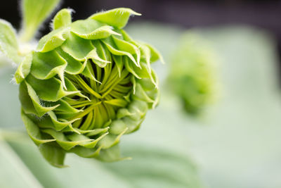 Close-up of green plant