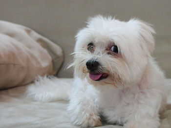 Close-up portrait of a dog