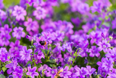 Close-up of bee pollinating on purple flowers