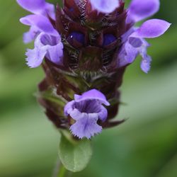 Close-up of purple flower blooming outdoors