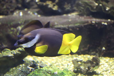 animal