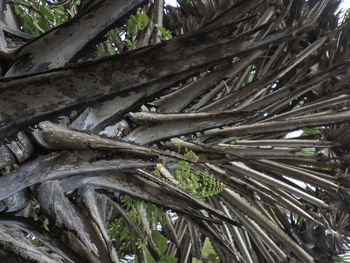 Full frame shot of tree trunks