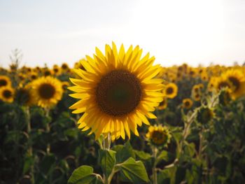 Close-up of sunflower on field against sky