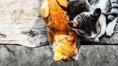 High angle view of cat lying down
