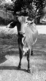 Portrait of cow standing on field