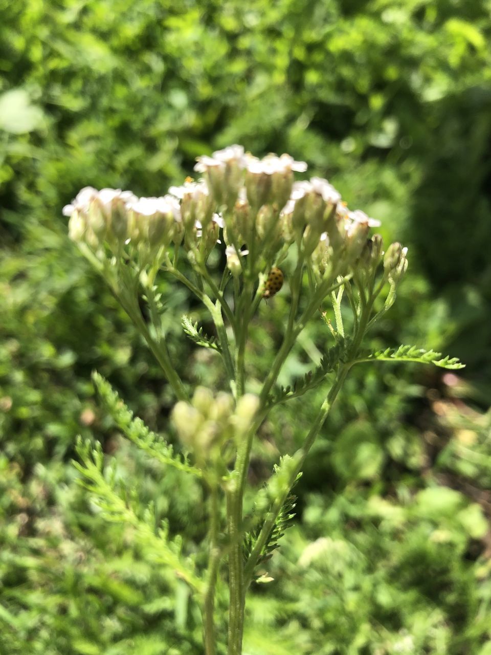 CLOSE-UP OF FLOWERING PLANT ON LAND