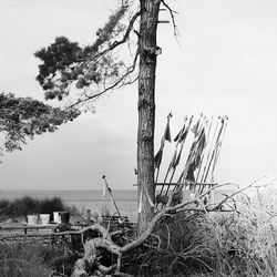 Plants growing on field