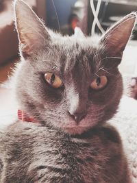 Close-up portrait of cat at home