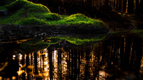 Reflection of trees in lake at night