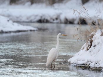 View of great egret in lake during winter