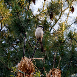 Close-up of bird perching on branch