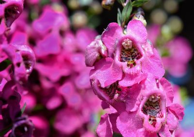 Close-up of fresh pink flowers blooming outdoors