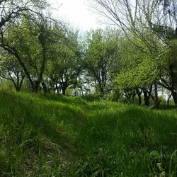 Trees on grassy field