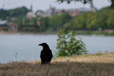 Bird on a field